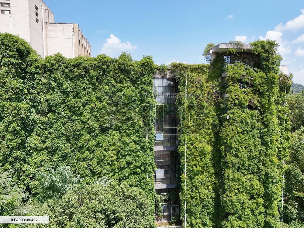 Creepers Occupy Library Wall at A University in Guiyang
