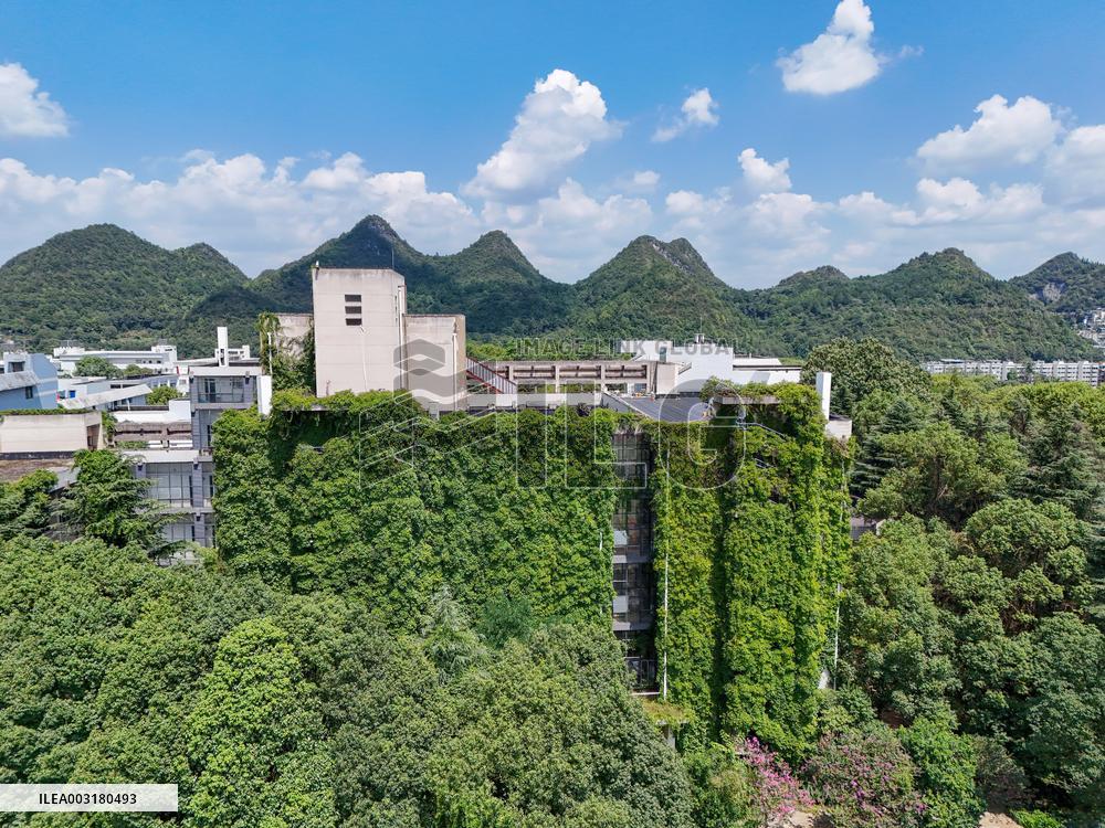 Creepers Occupy Library Wall at A University in Guiyang