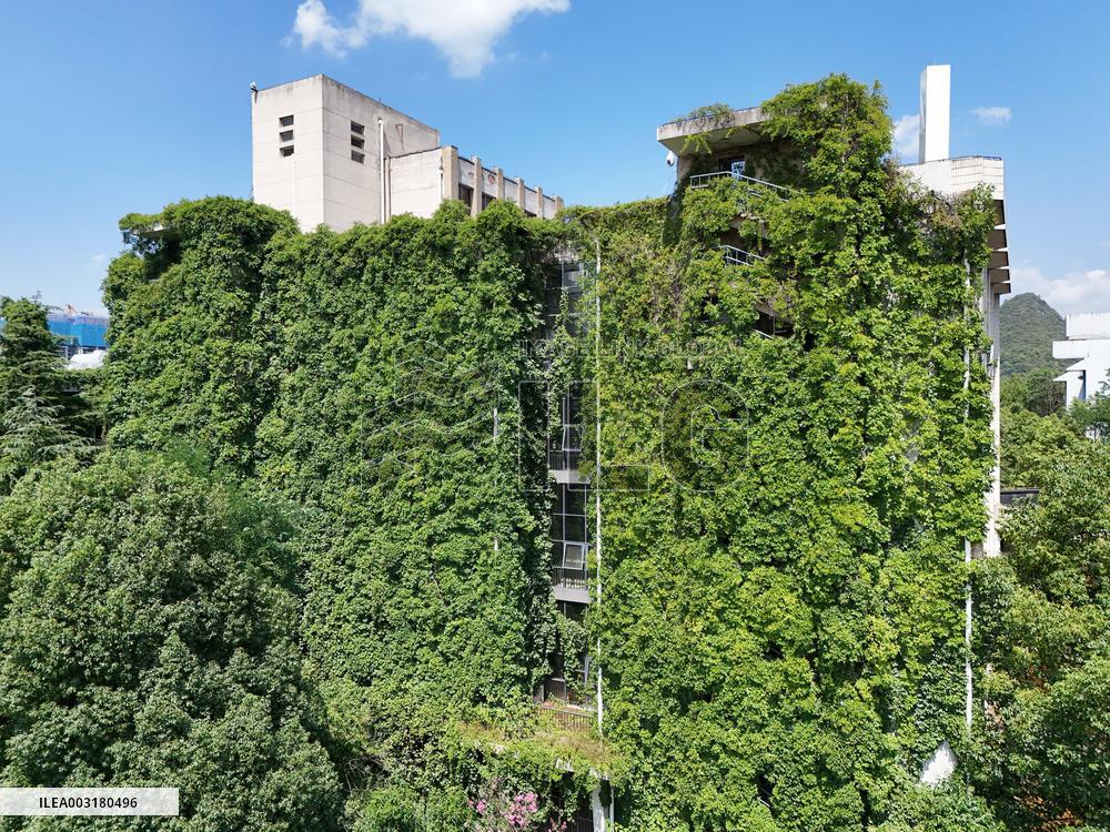 Creepers Occupy Library Wall at A University in Guiyang