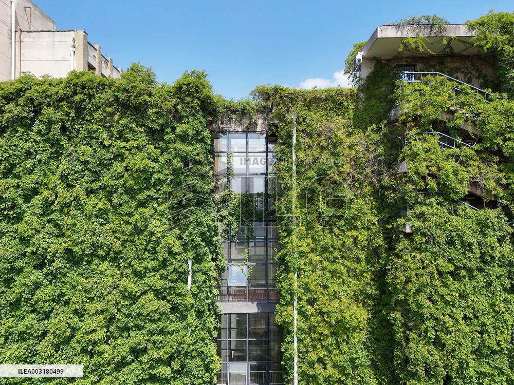 Creepers Occupy Library Wall at A University in Guiyang