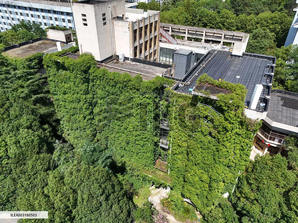 Creepers Occupy Library Wall at A University in Guiyang
