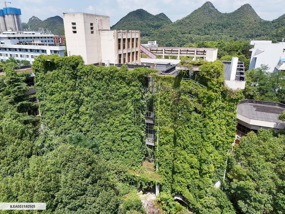Creepers Occupy Library Wall at A University in Guiyang