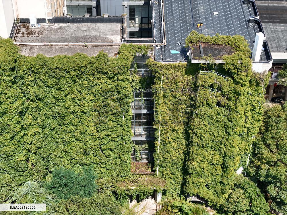 Creepers Occupy Library Wall at A University in Guiyang