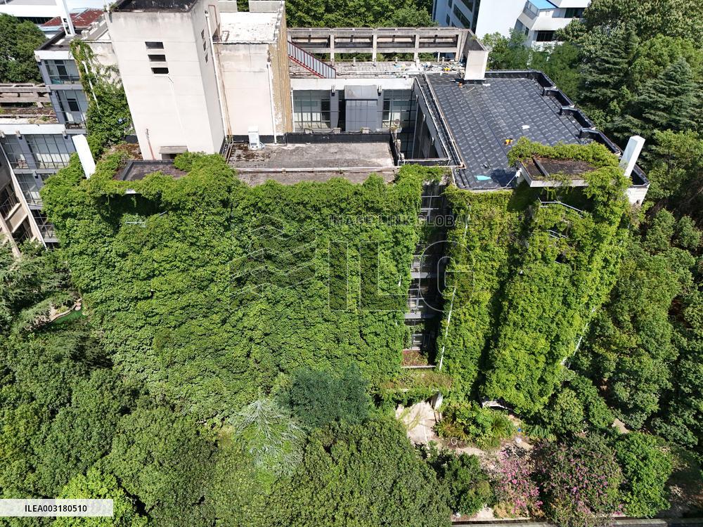 Creepers Occupy Library Wall at A University in Guiyang