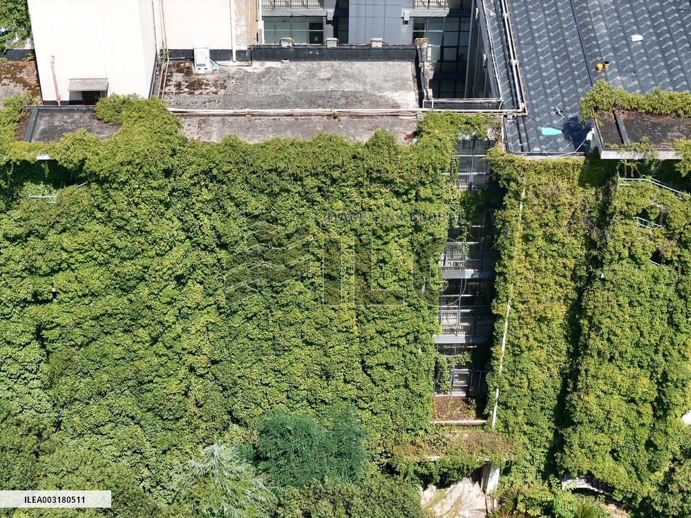 Creepers Occupy Library Wall at A University in Guiyang