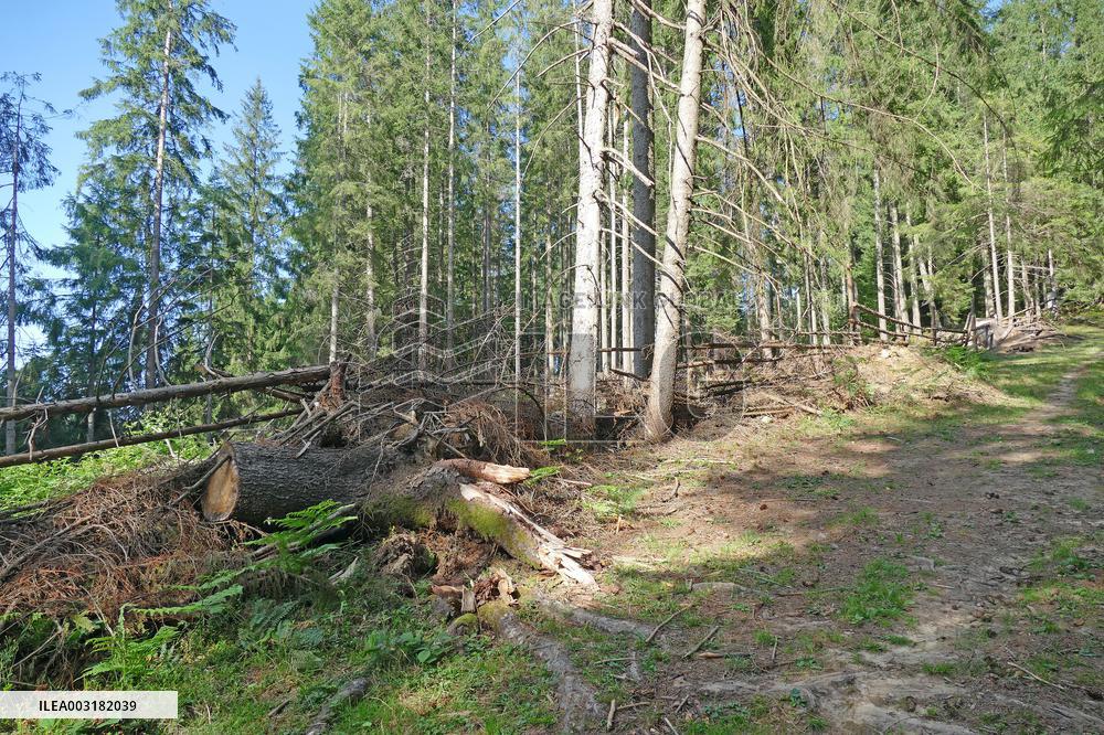 Spruce forest in Ukrainian Carpathians