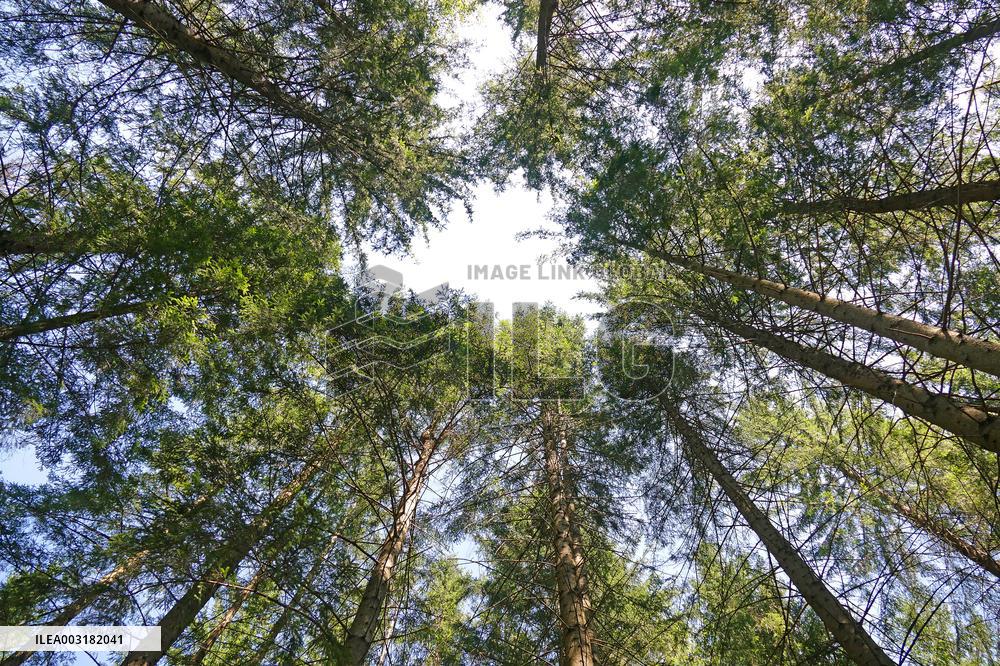 Spruce forest in Ukrainian Carpathians