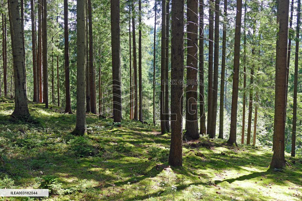 Spruce forest in Ukrainian Carpathians