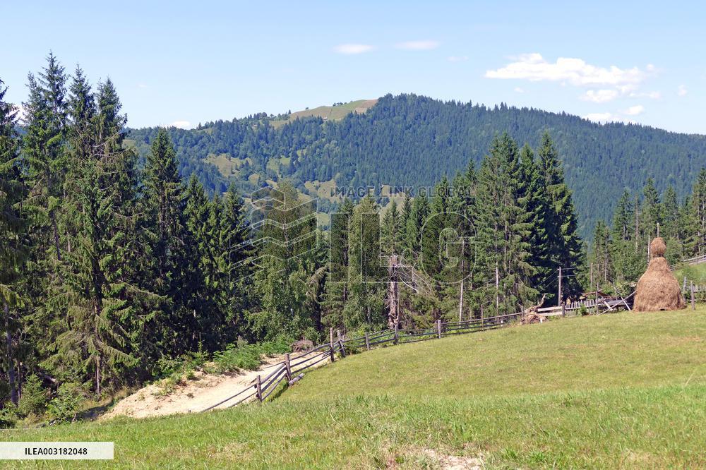 Spruce forest in Ukrainian Carpathians