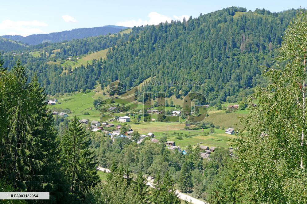 Spruce forest in Ukrainian Carpathians