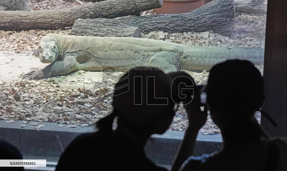 Komodo dragon at central Japan zoo