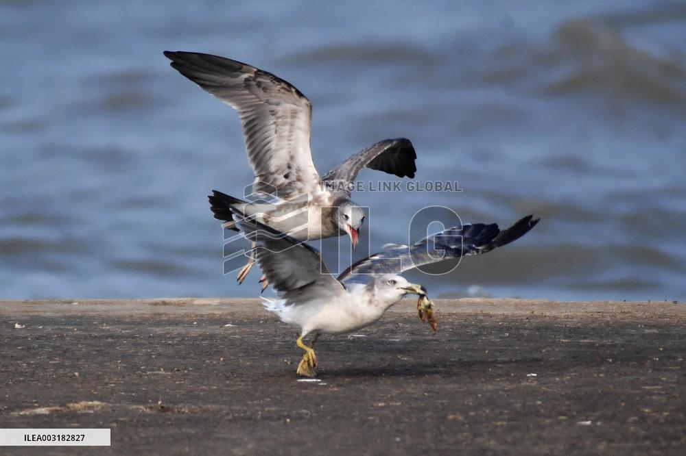 Black-tailed Gull