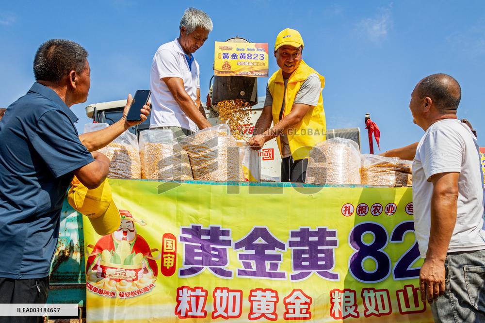 Corn Harvest in Anyang