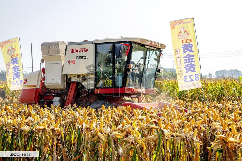 Corn Harvest in Anyang