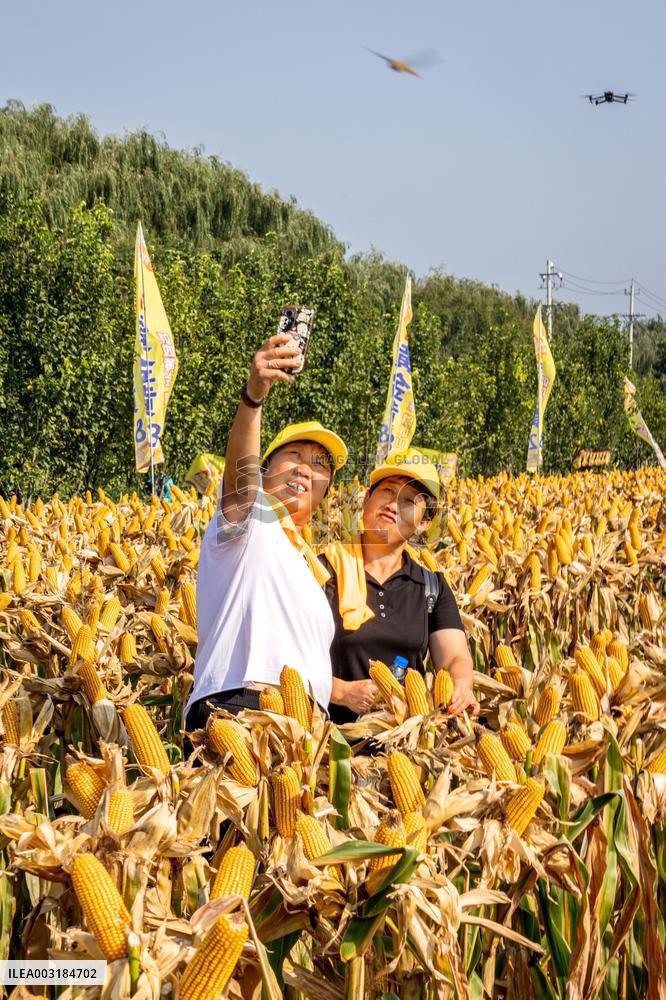 Corn Harvest in Anyang