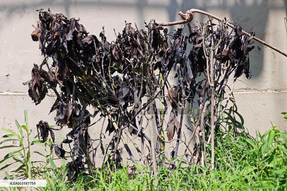 High Temperature Hit Shanghai