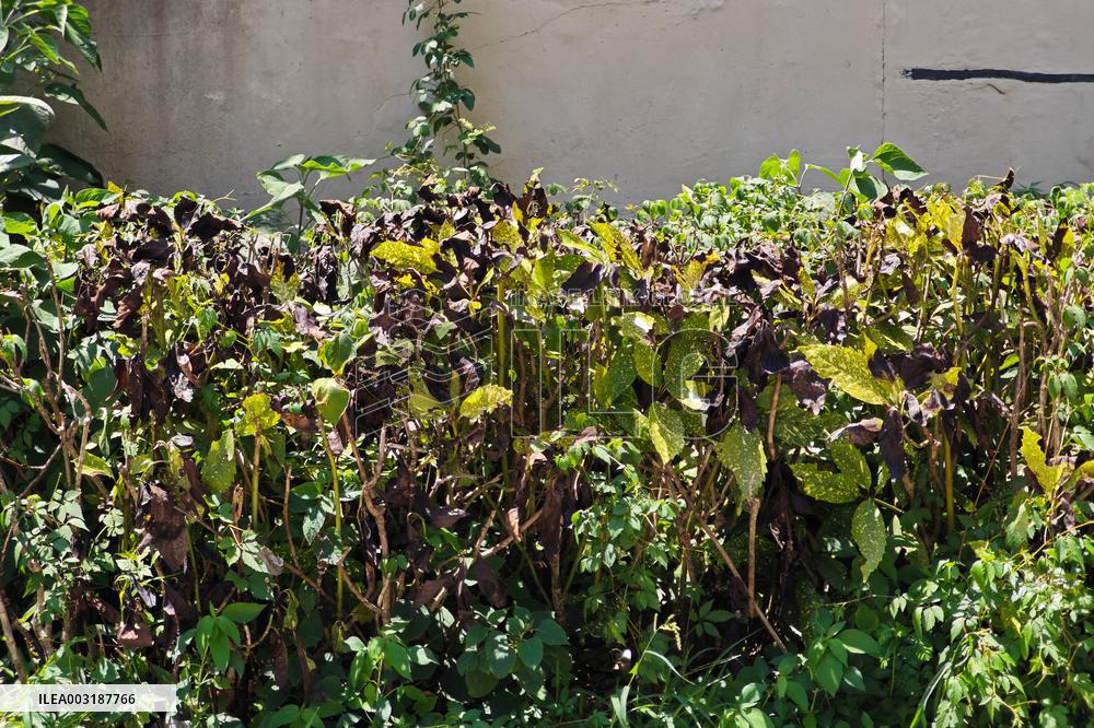 High Temperature Hit Shanghai