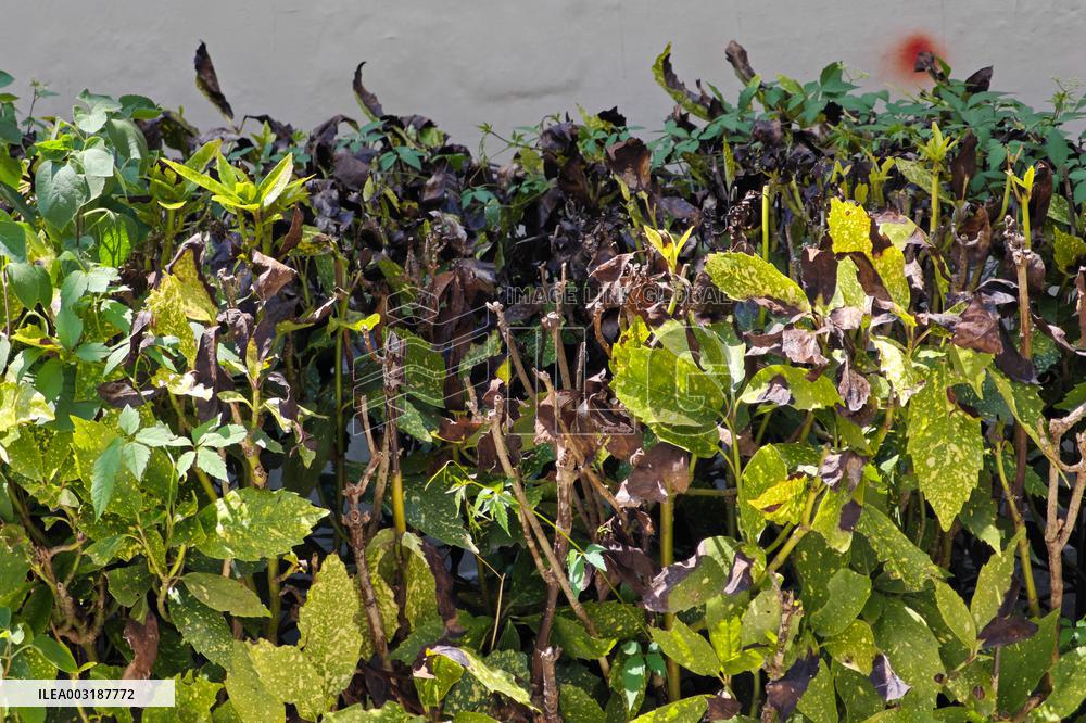 High Temperature Hit Shanghai