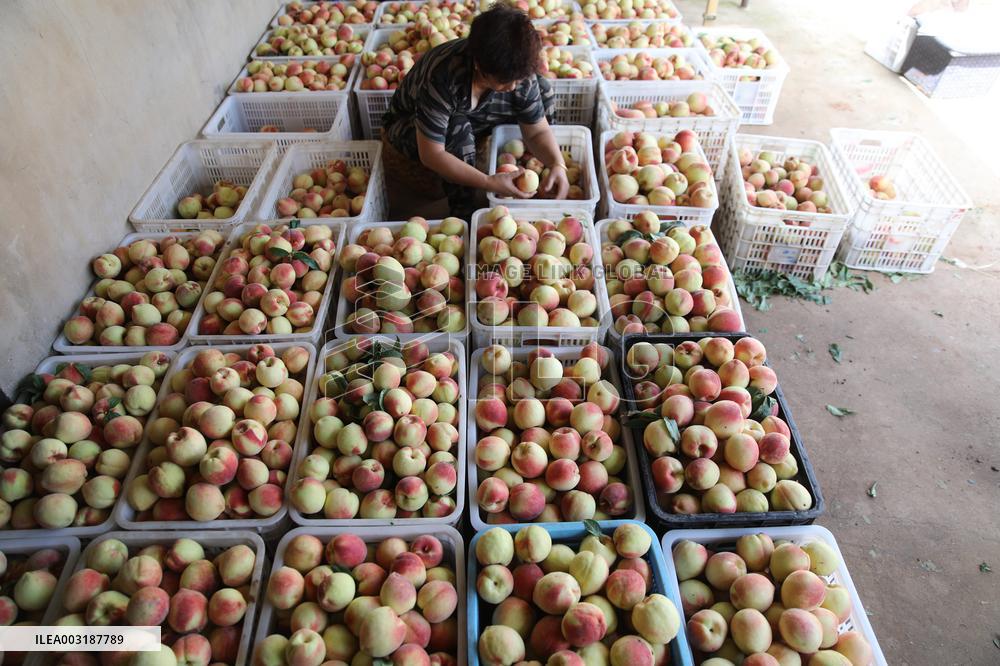 Peach Harvest in Chengde
