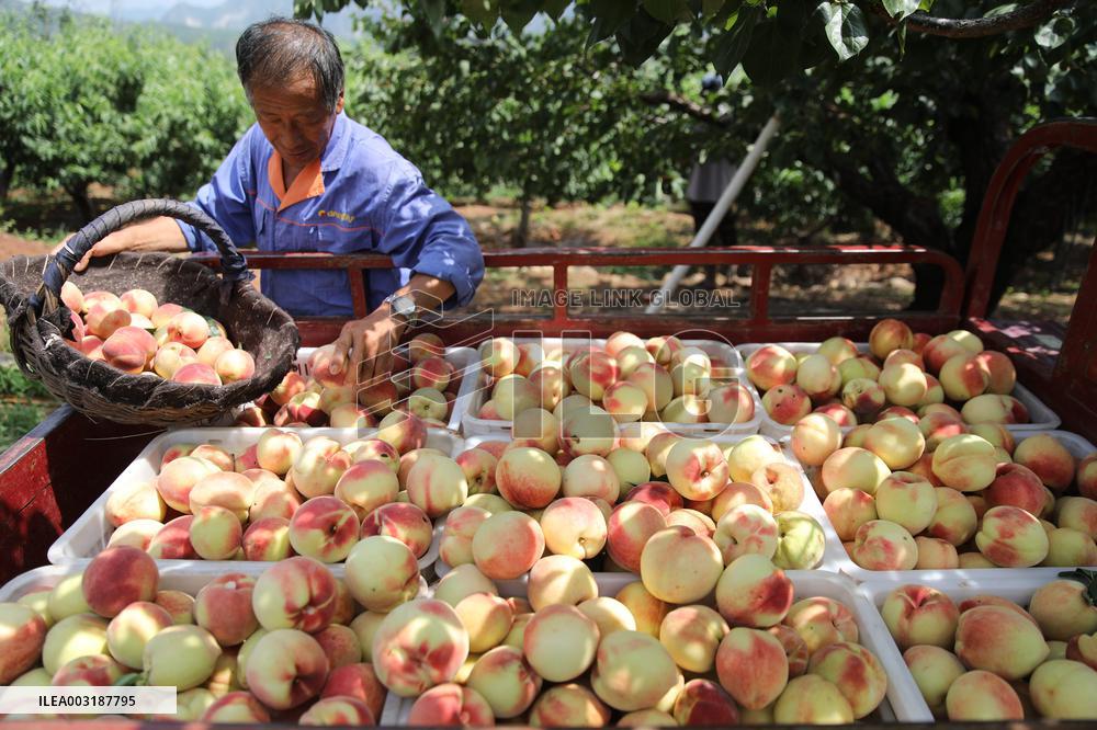 Peach Harvest in Chengde