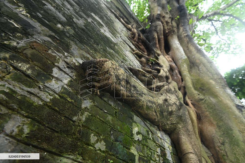 Trees Roots Deep Into The Brick Cracks of the Ancient City wall in Nanning