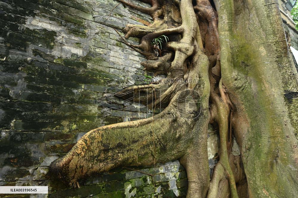Trees Roots Deep Into The Brick Cracks of the Ancient City wall in Nanning