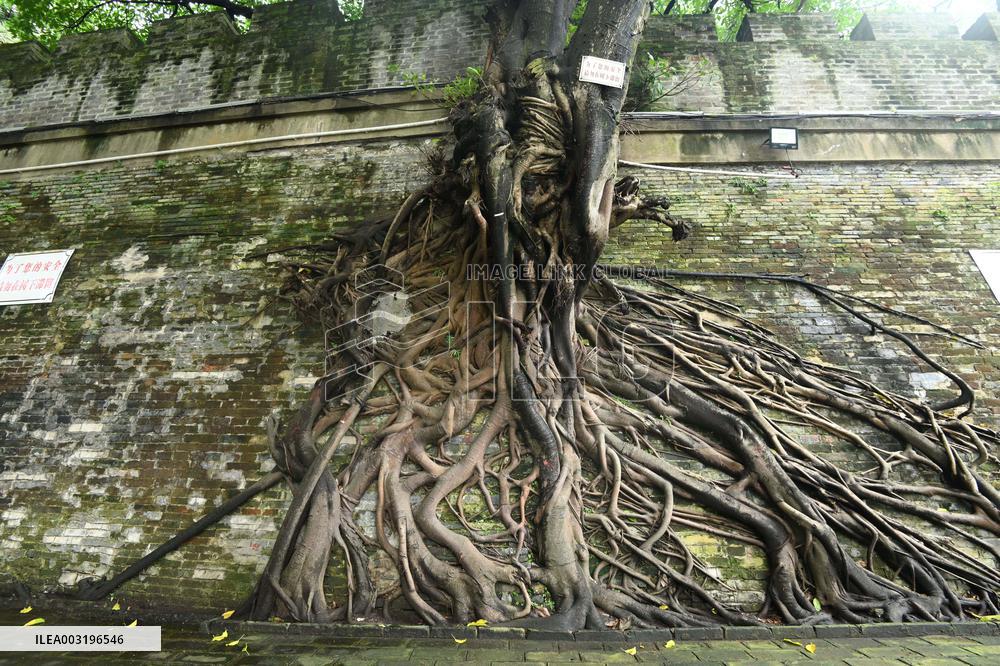 Trees Roots Deep Into The Brick Cracks of the Ancient City wall in Nanning