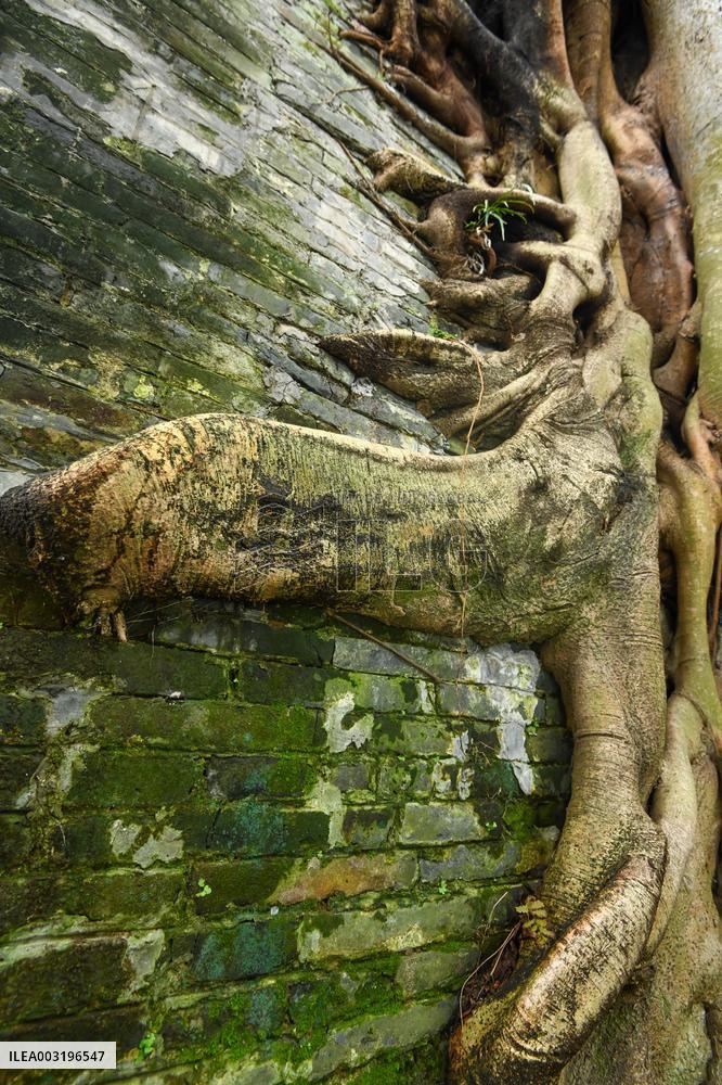 Trees Roots Deep Into The Brick Cracks of the Ancient City wall in Nanning