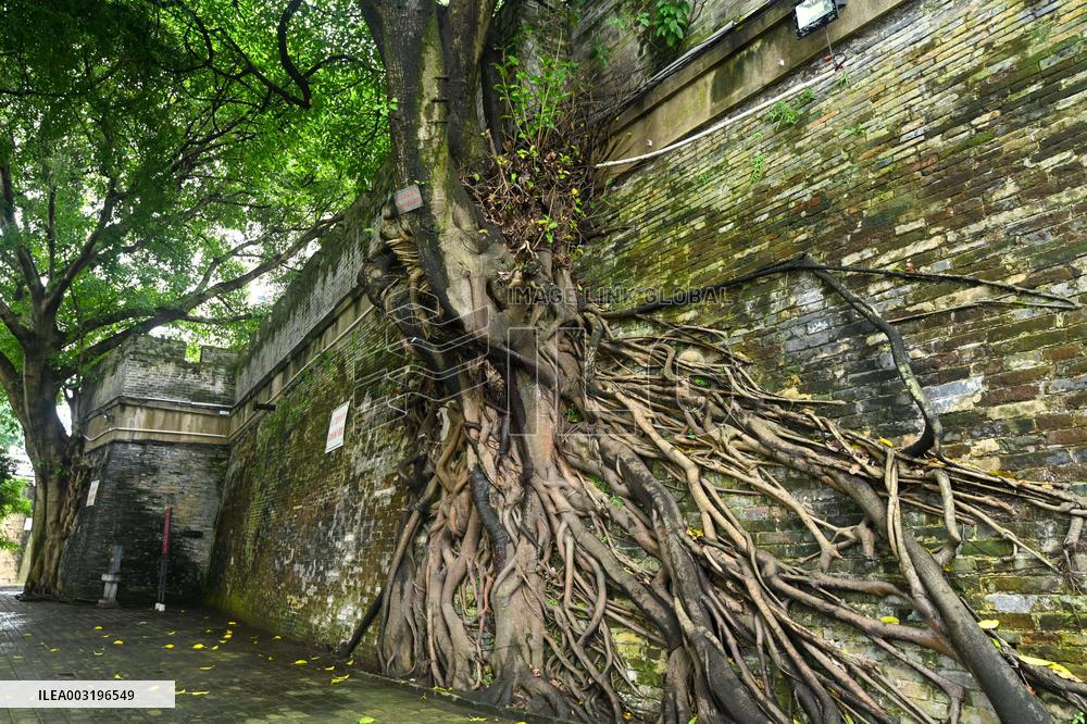 Trees Roots Deep Into The Brick Cracks of the Ancient City wall in Nanning