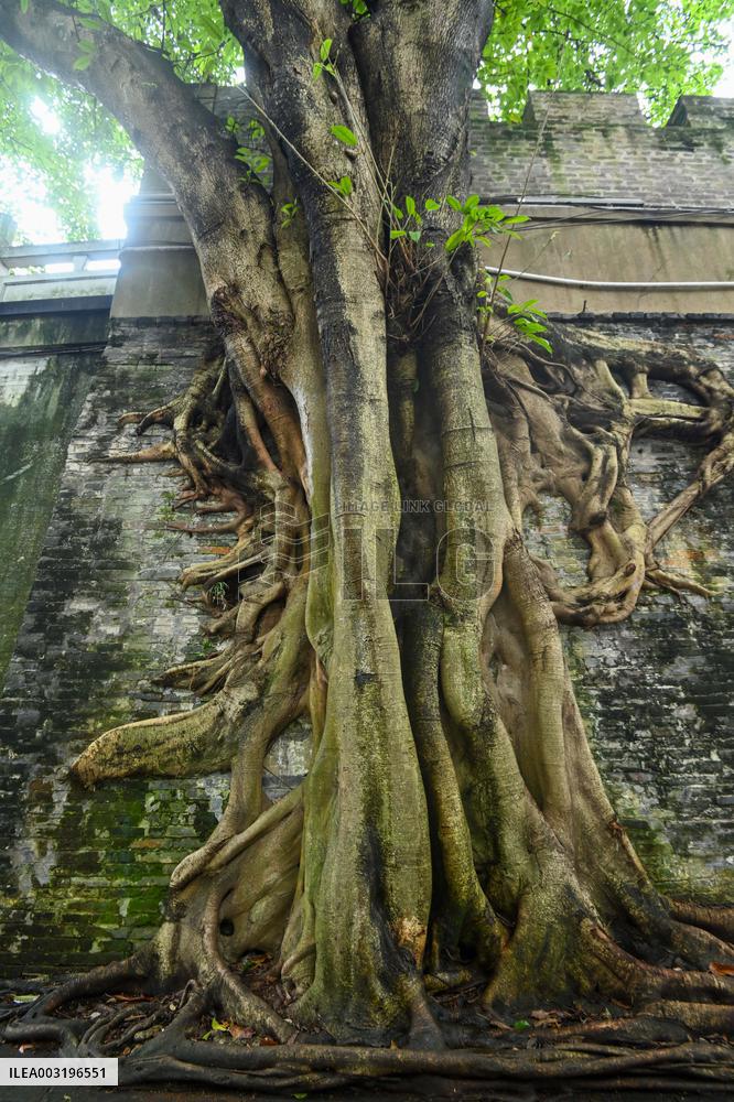 Trees Roots Deep Into The Brick Cracks of the Ancient City wall in Nanning