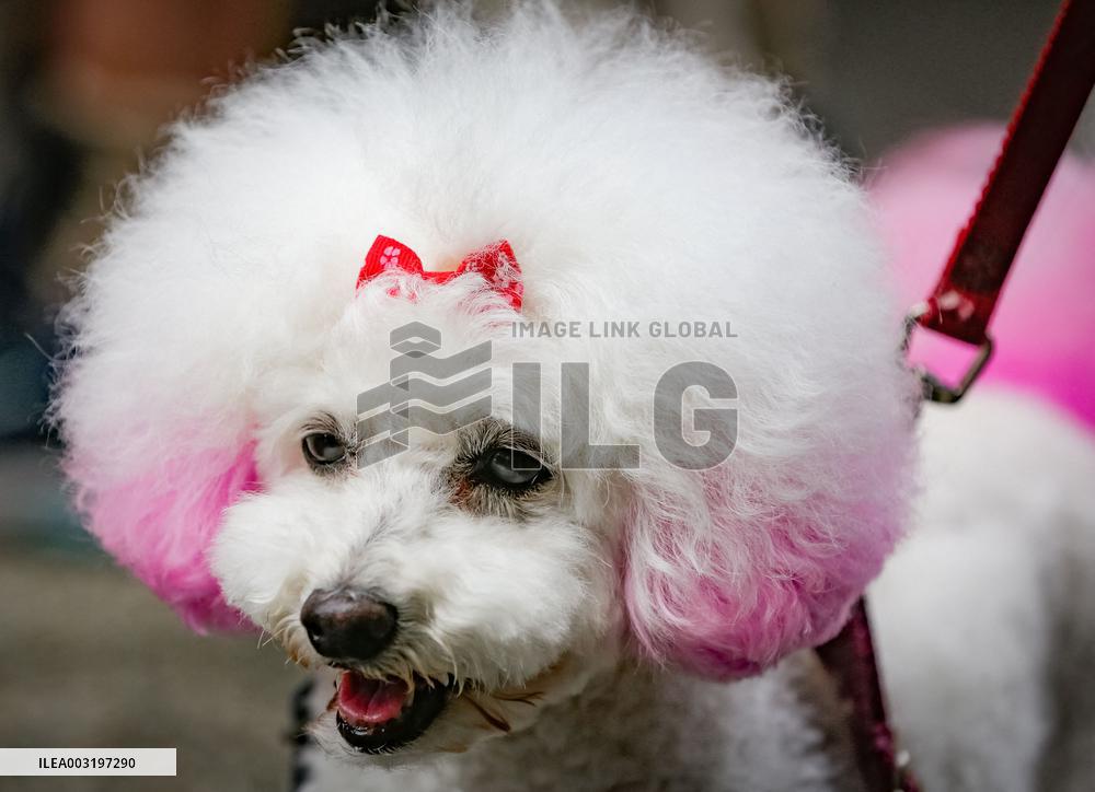 Pet-A-Palooza Event - Vancouver