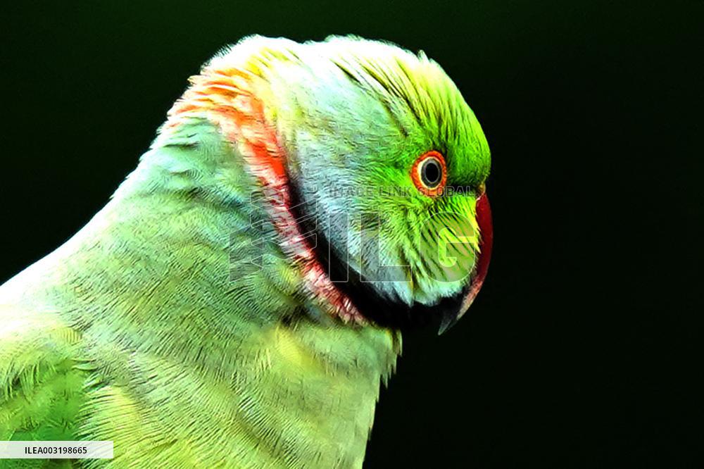 A Parrot Perches On A Tree - India