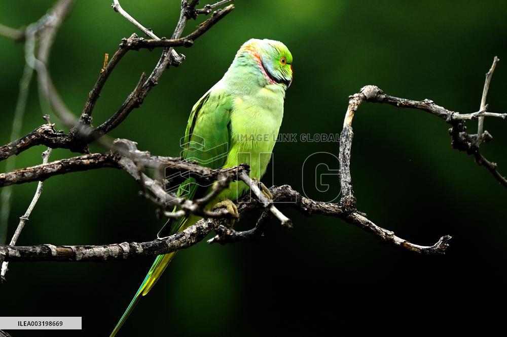 A Parrot Perches On A Tree - India