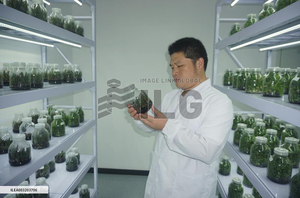A Digital Seedling Plant in Hangzhou