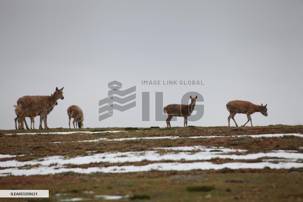 Changtang Uninhabited Area in Ngari