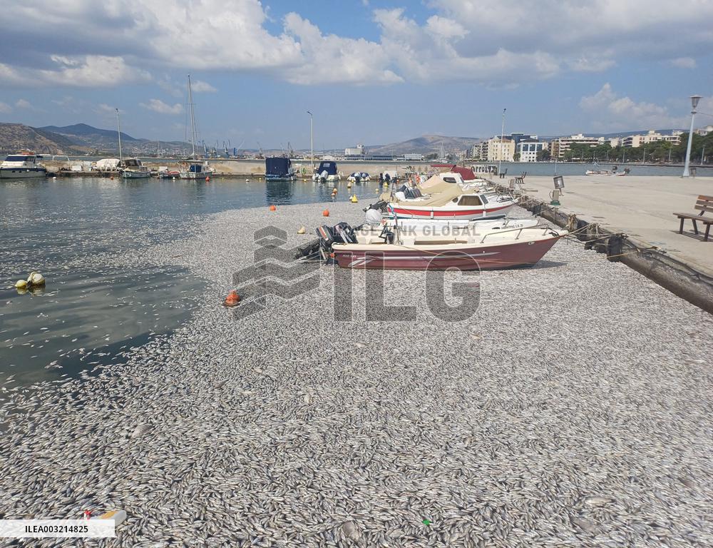 Thousands Of Floating Dead Fish Blanket Greek Port - Volos