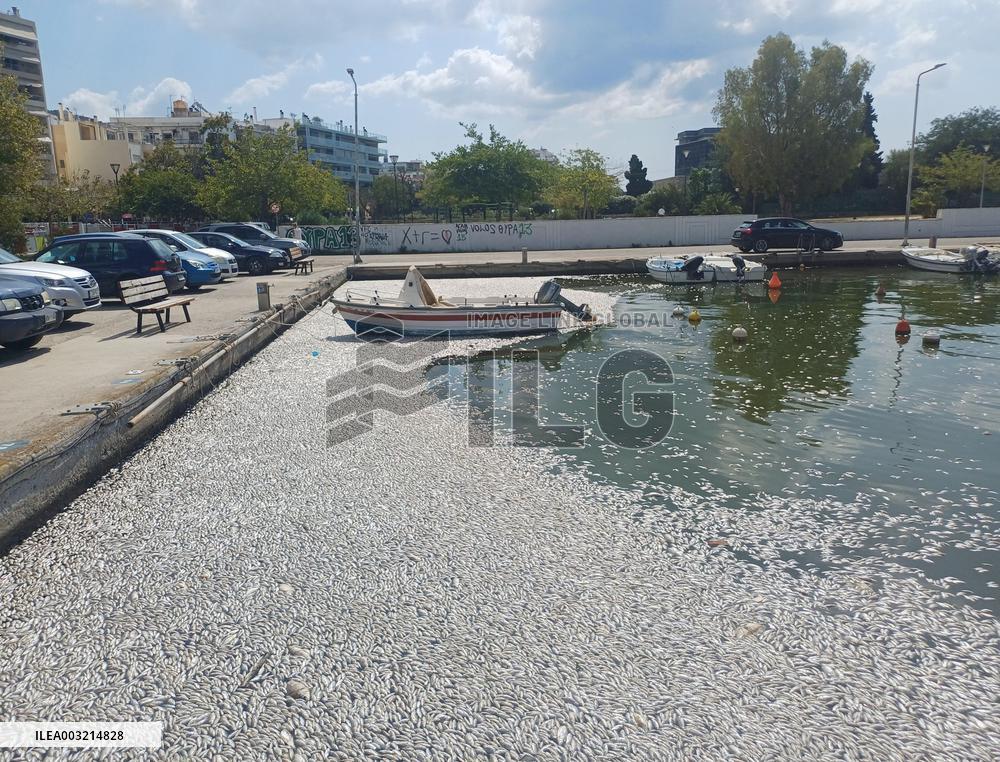 Thousands Of Floating Dead Fish Blanket Greek Port - Volos