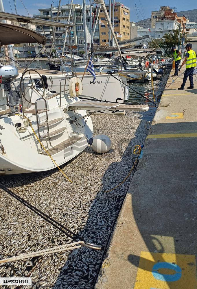 Thousands Of Floating Dead Fish Blanket Greek Port - Volos