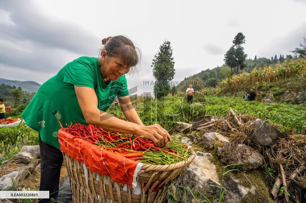 Chili Pepper Harvest in Bijie