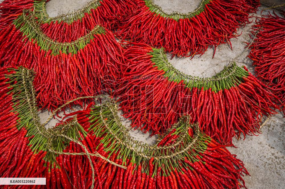 Chili Pepper Harvest in Bijie