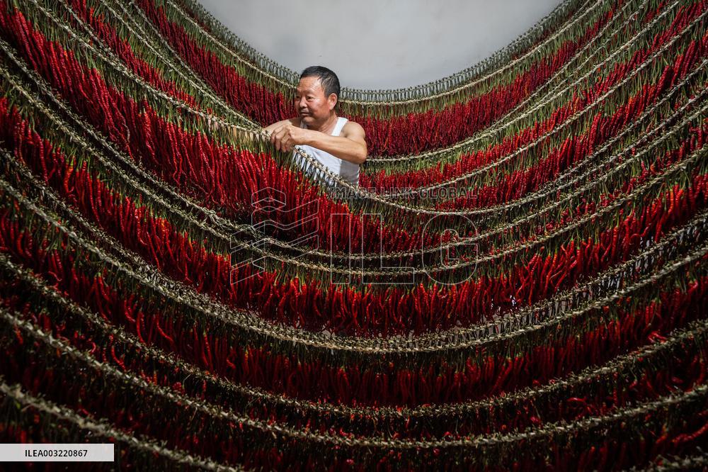 Chili Pepper Harvest in Bijie