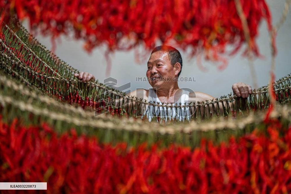 Chili Pepper Harvest in Bijie