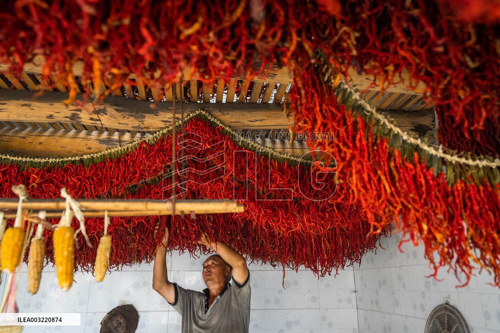 Chili Pepper Harvest in Bijie