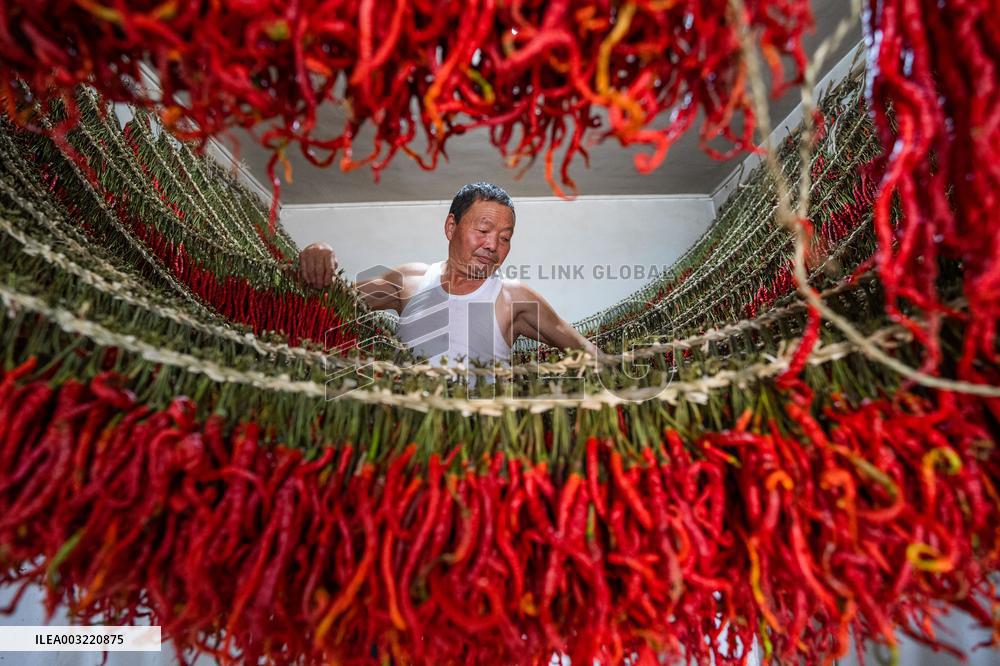 Chili Pepper Harvest in Bijie