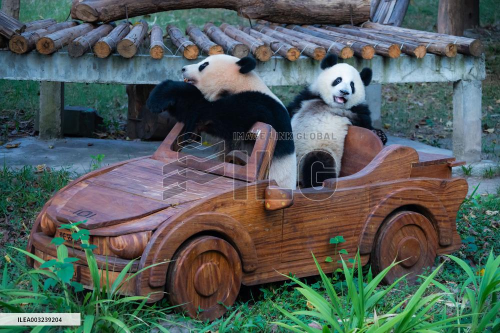 Chongqing Zoo Giant Panda