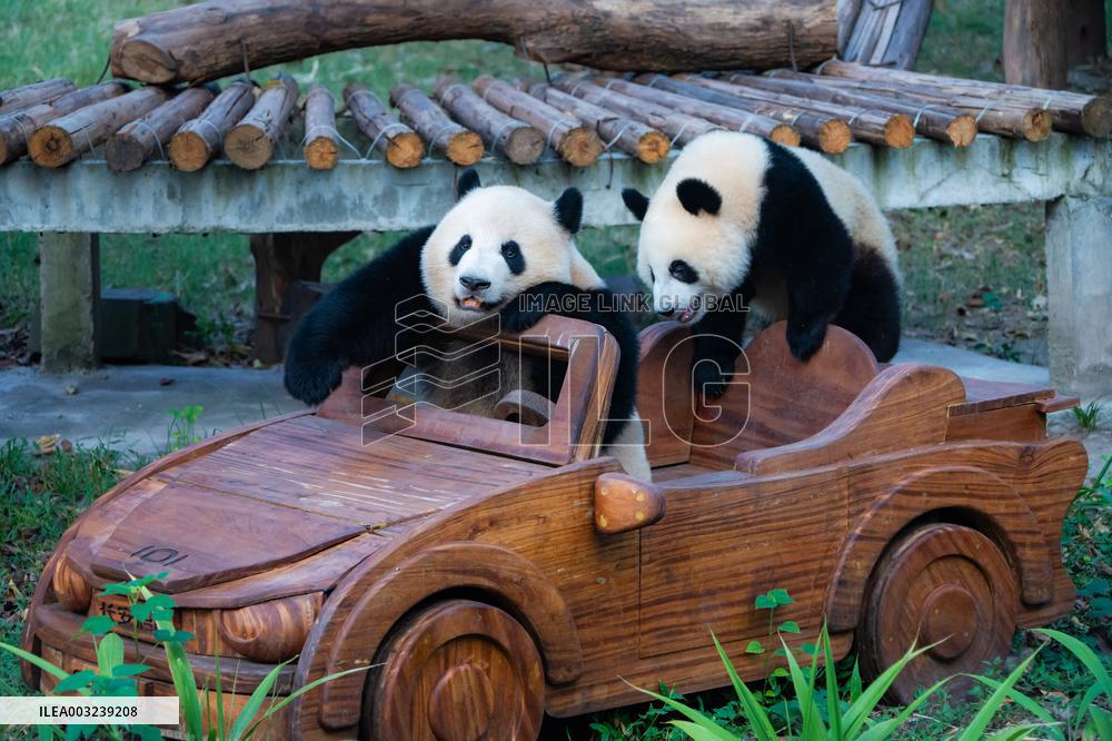 Chongqing Zoo Giant Panda