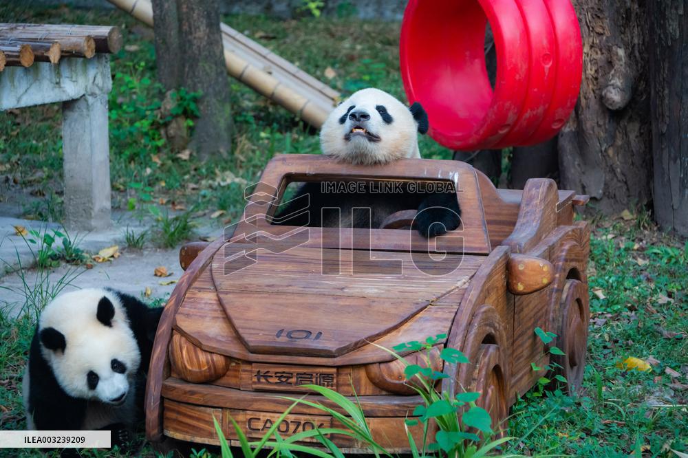 Chongqing Zoo Giant Panda