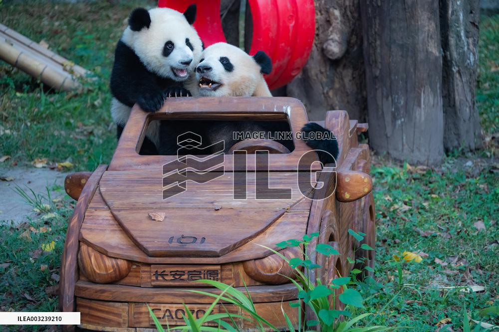Chongqing Zoo Giant Panda