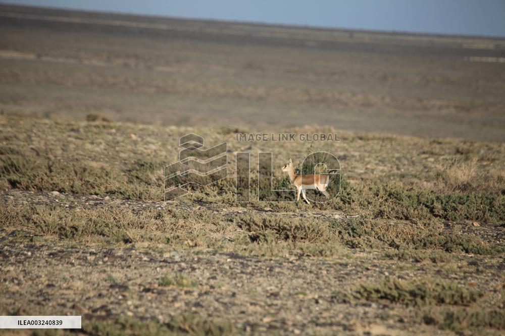 Goitered Gazelle Forage at Gobi Desert in Hami