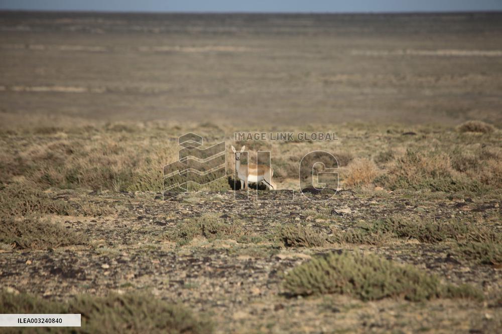 Goitered Gazelle Forage at Gobi Desert in Hami